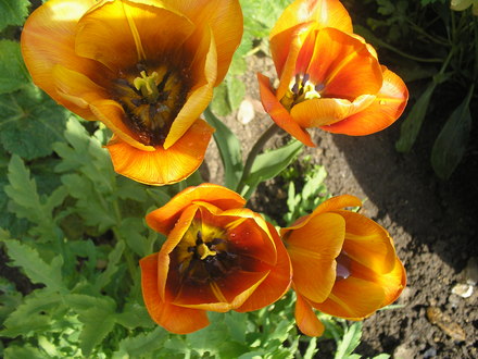 Tulips