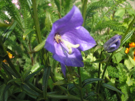 A garden flower photo