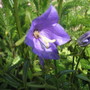 A garden flower photo