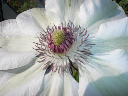 My Clematis