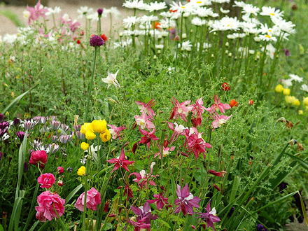 raised bed in the front garden