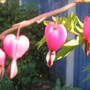 A garden flower photo