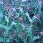Sweetcorn