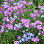 Aubrieta___myosotis