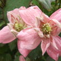 C.montana 'Broughton Star' (Clematis montana (Clematis))