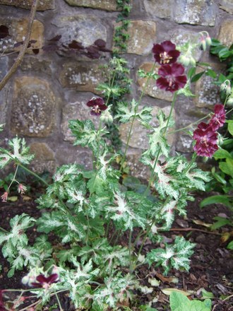 Geranium phaeum (Geranium cinereum)