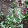 Geranium_phaeum_plant