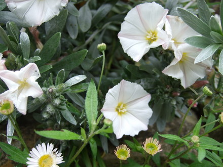Convulvulus cneorum and Erigeron karvinskianus