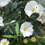 Convulvulus_cneorum___erigeron_k_3
