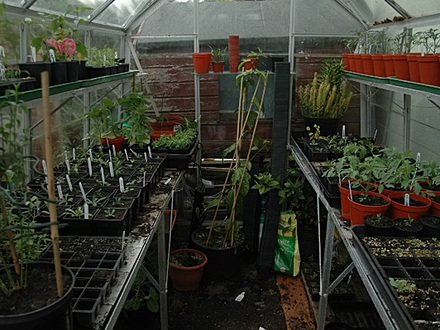 in the greenhouse
