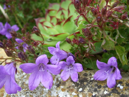 Campanula portenschlagiana and a Sempervivum.
