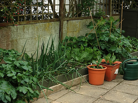 me veggies