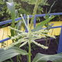Sweetcorn 18/7/07