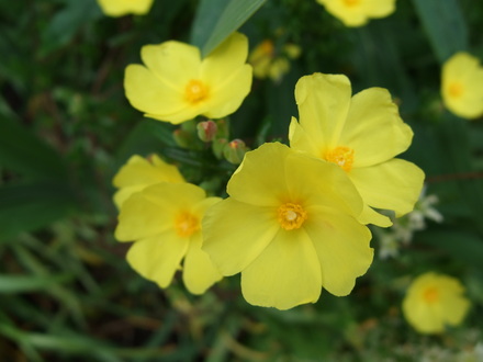 Halimium (Halimium)