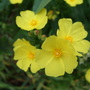 Halimium