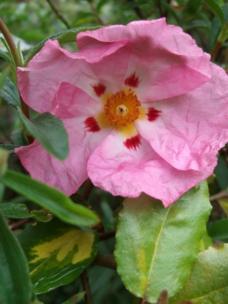 First large Cistus flower this year. (Cistus x argenteus)