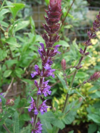 Salvia in flower. (Salvia nemerosa)