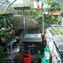 Full_greenhouse