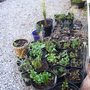 _nursery__1