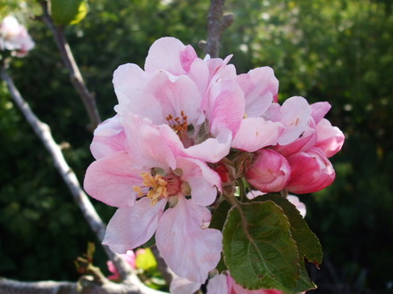 apple blossom