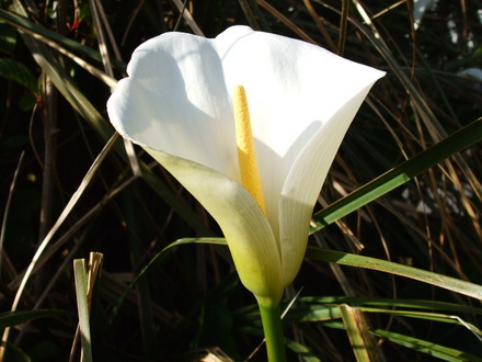 arum lily (Zantedeschia aethiopica (Arum lily))