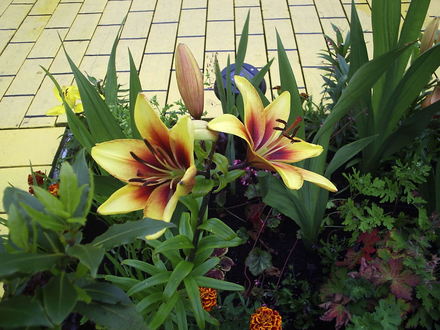 Asiatic Lily 