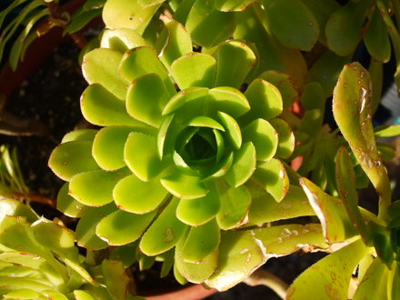 aeonium arboureum