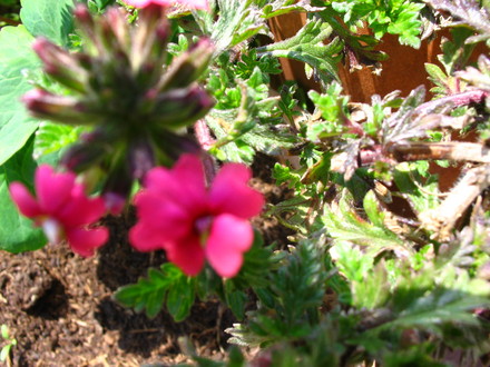 Verbena Sissinghurst Pink