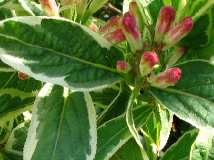 Weigela