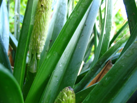 Kniphofia buds