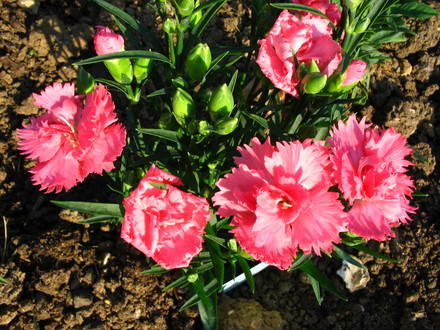 Carnations
