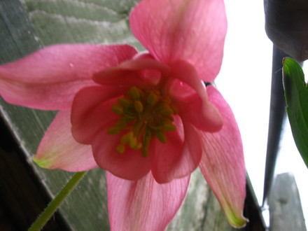 Aquilegia