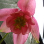 Aquilegia