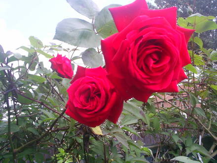 rose ruby wedding
