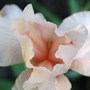 Vegetable_garden_109