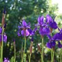 A garden flower photo