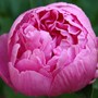A garden flower photo