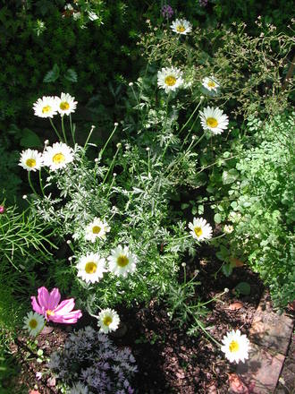 Anthemis Sauce Hollandaise (Anthemis tinctoria 'E.C.Buxton')