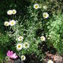 Anthemis Sauce Hollandaise (Anthemis tinctoria 'E.C.Buxton')