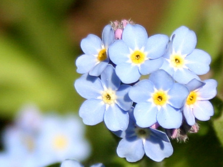 A garden flower photo