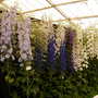 Malvern Spring Show 2008