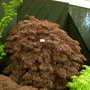 Malvern Spring Show 2008