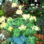Malvern Spring Show 2008