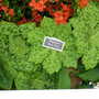 Malvern Spring Show 2008