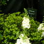 Malvern Spring Show 2008