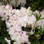Malvern Spring Show 2008
