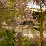 Malvern Spring Show 2008
