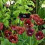 Malvern Spring Show 2008
