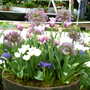 Malvern Spring Show 2008