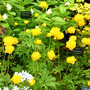 Malvern Spring Show 2008